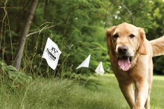 wireless dog fence reviews